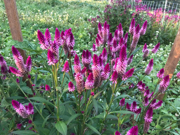 Ruby Parfait – Celosia Seed