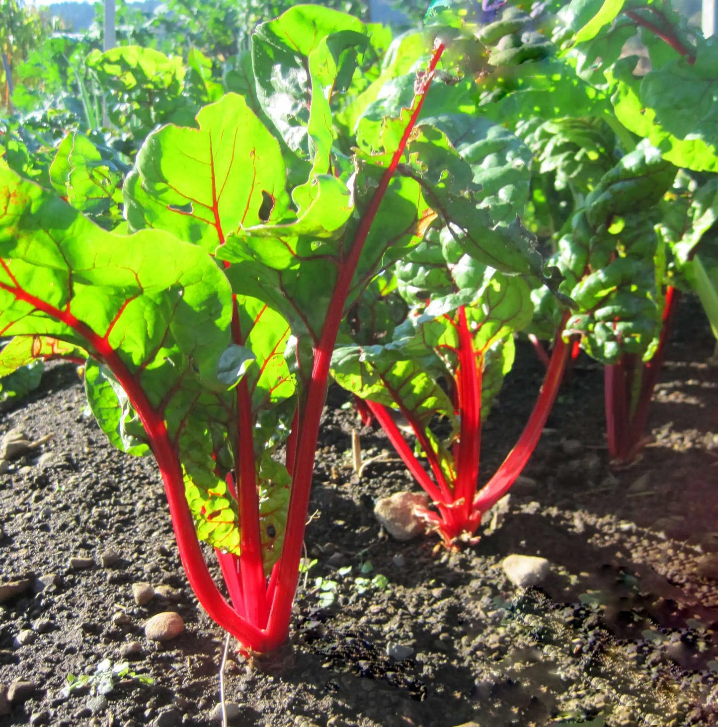 Ruby Red or Rhubarb Chard Seed