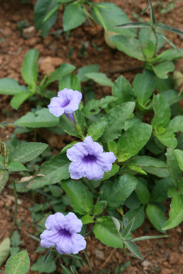 Ruellia Tuberosa Flower Seeds – Heirloom, Non-GMO Flower Seeds for Planting