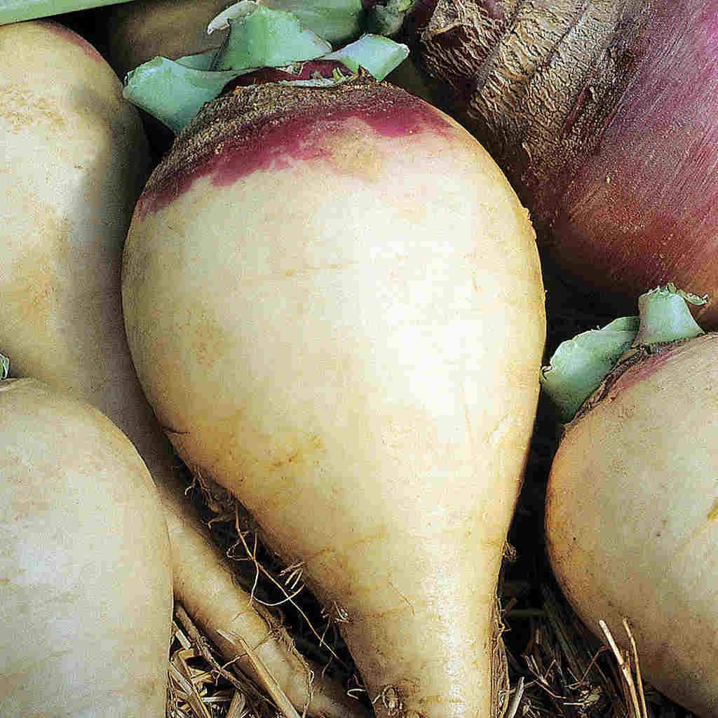 Helenor – Rutabaga Seed
