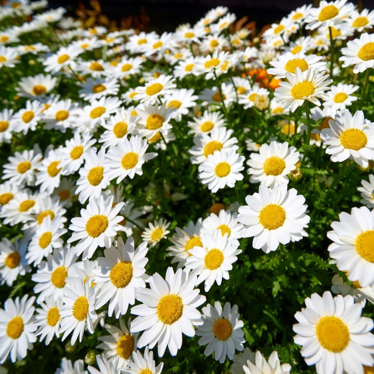Seedling 5 Pack- Marguerite Daisy- Sassy White