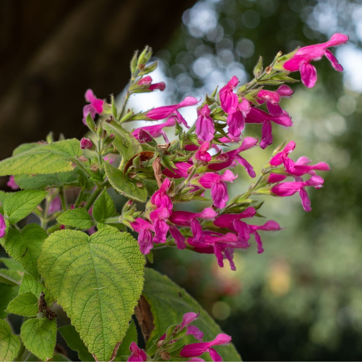 Sage- Fruit Salad (seedling)