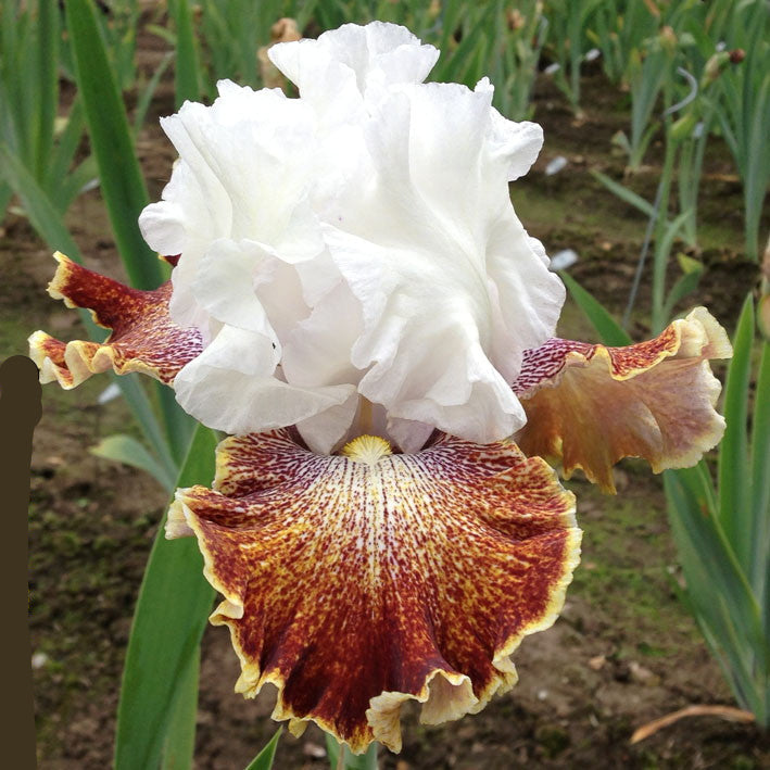 Sassy Tart Bearded Iris Seeds