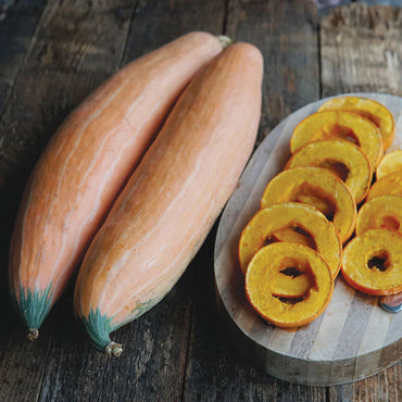 North Georgia Candy Roaster – Hubbard Squash Seed