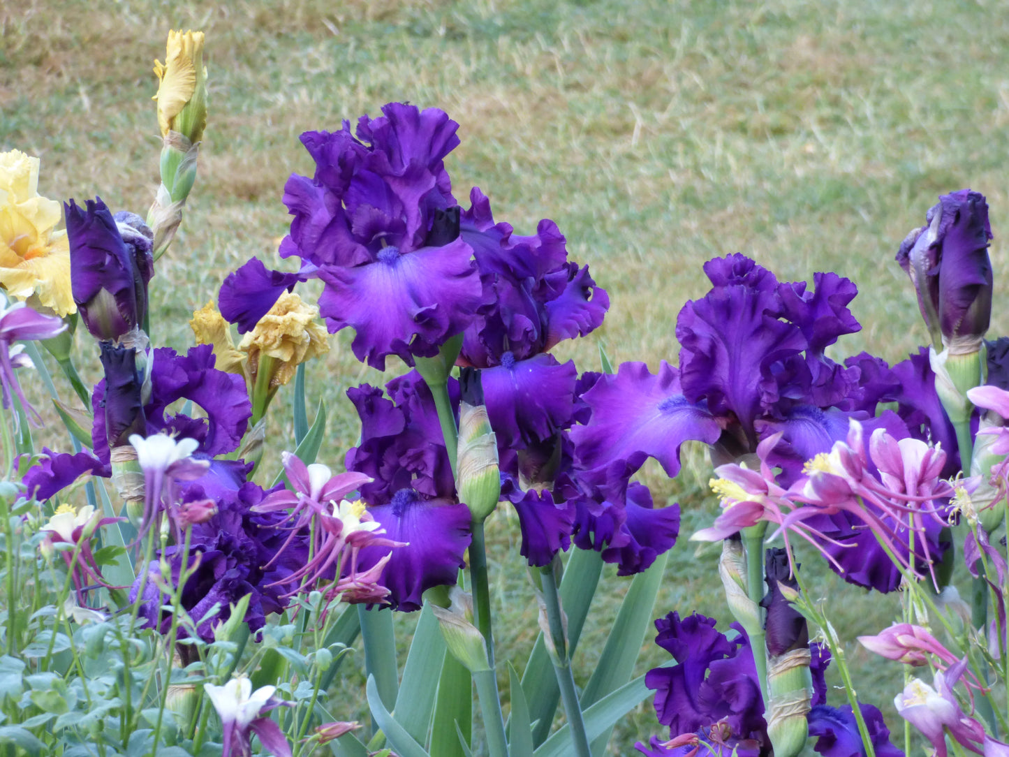 Swingtown Bearded Iris Seeds