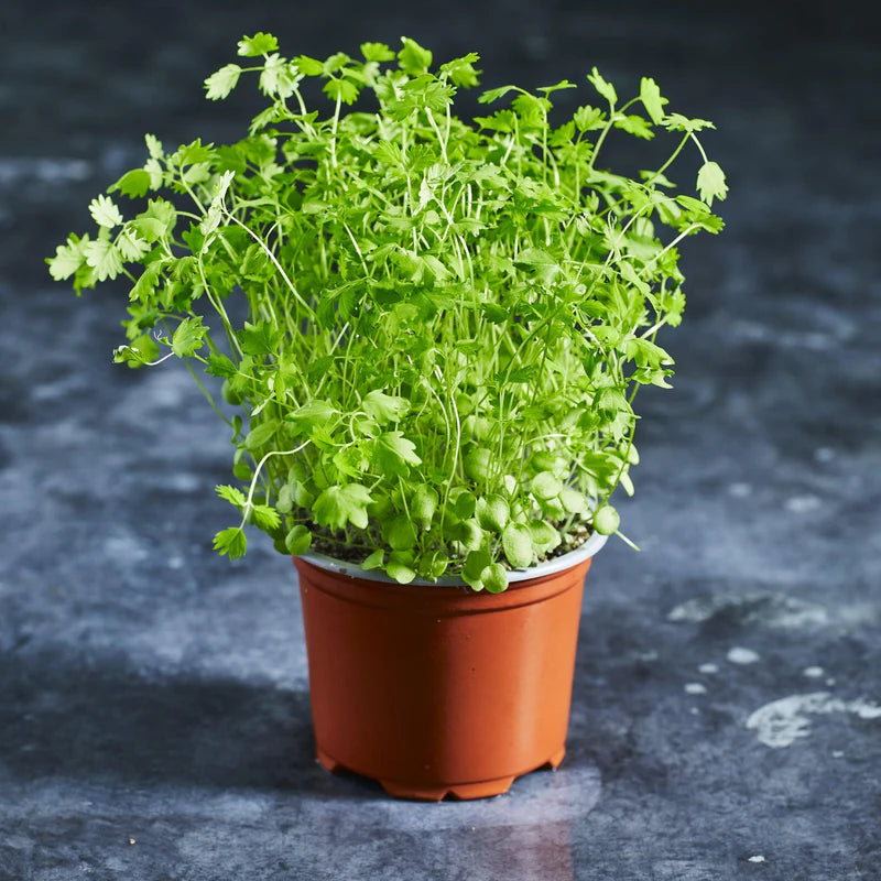 Salad Burnet – Microgreen Seed