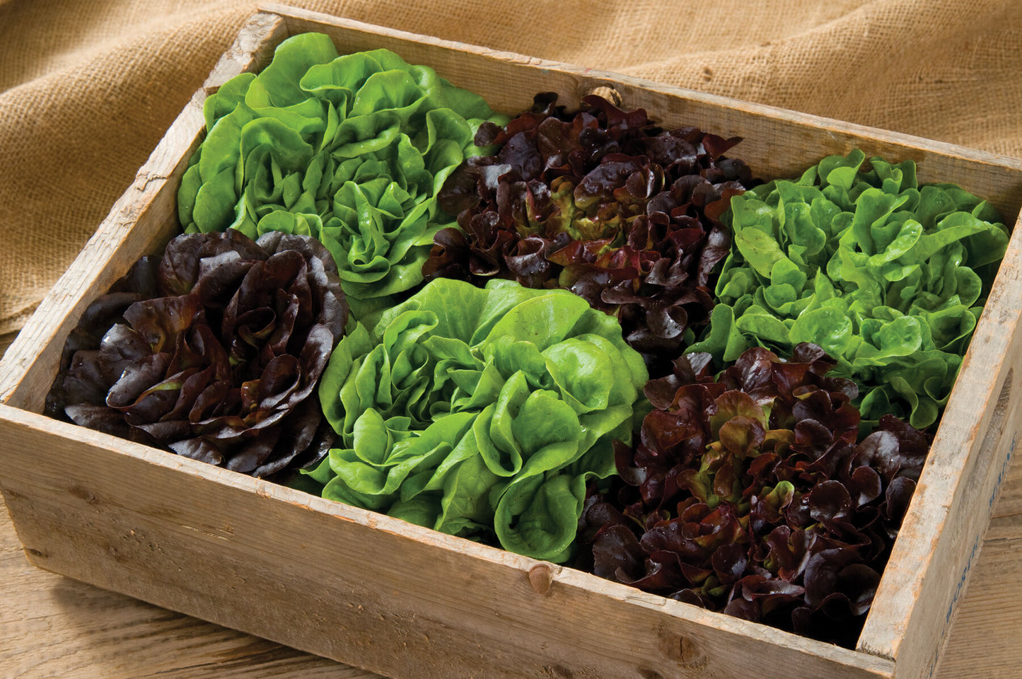 Salanova Premier Collection – Lettuce Seed