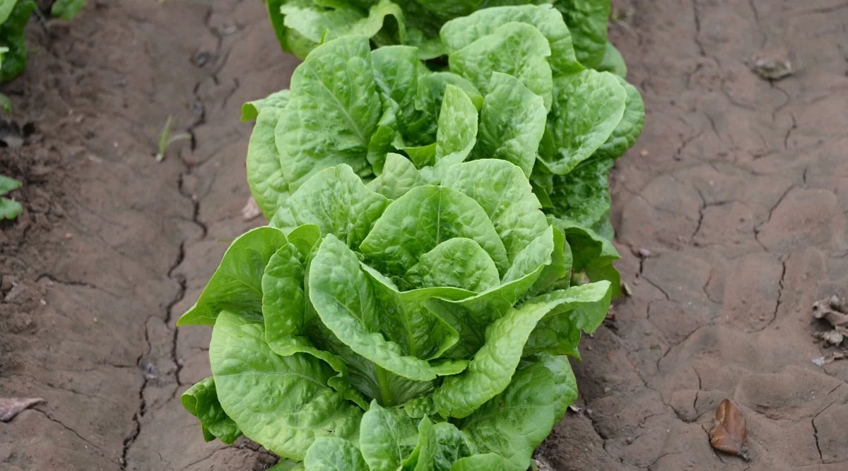 Salvius – Lettuce Seed