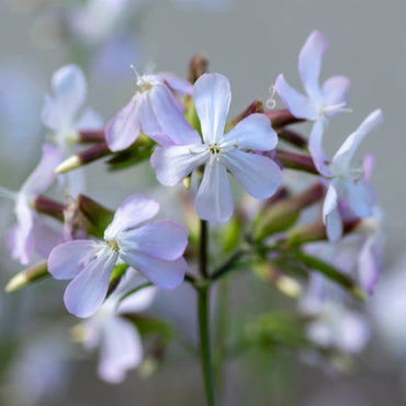 Soapwort- White Beauty