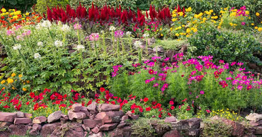 Flower Mix Collection – Flower Seed