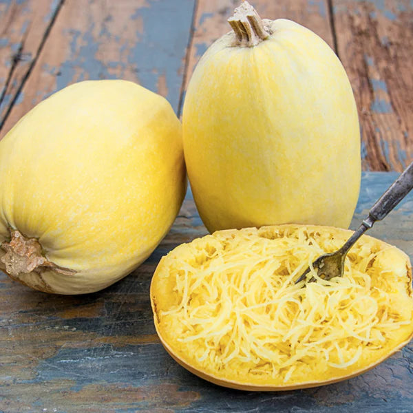 Spaghetti Squash – Vegetable Seed