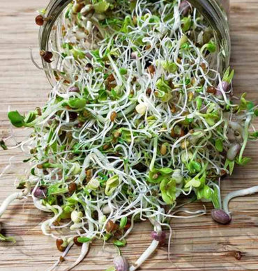 Sprouting Mix – Organic Sprouting Seeds