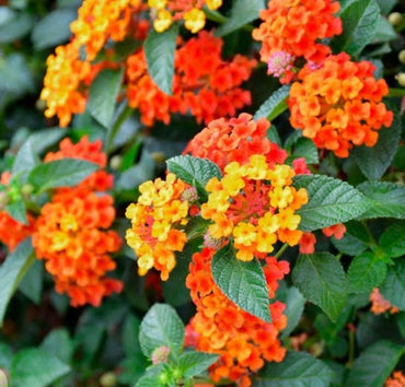 Lantana Flower Seed for Planting 100