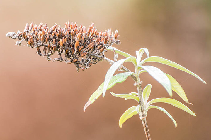 Brown Buddleja Flower Seeds for Planting - NON GMO Seeds