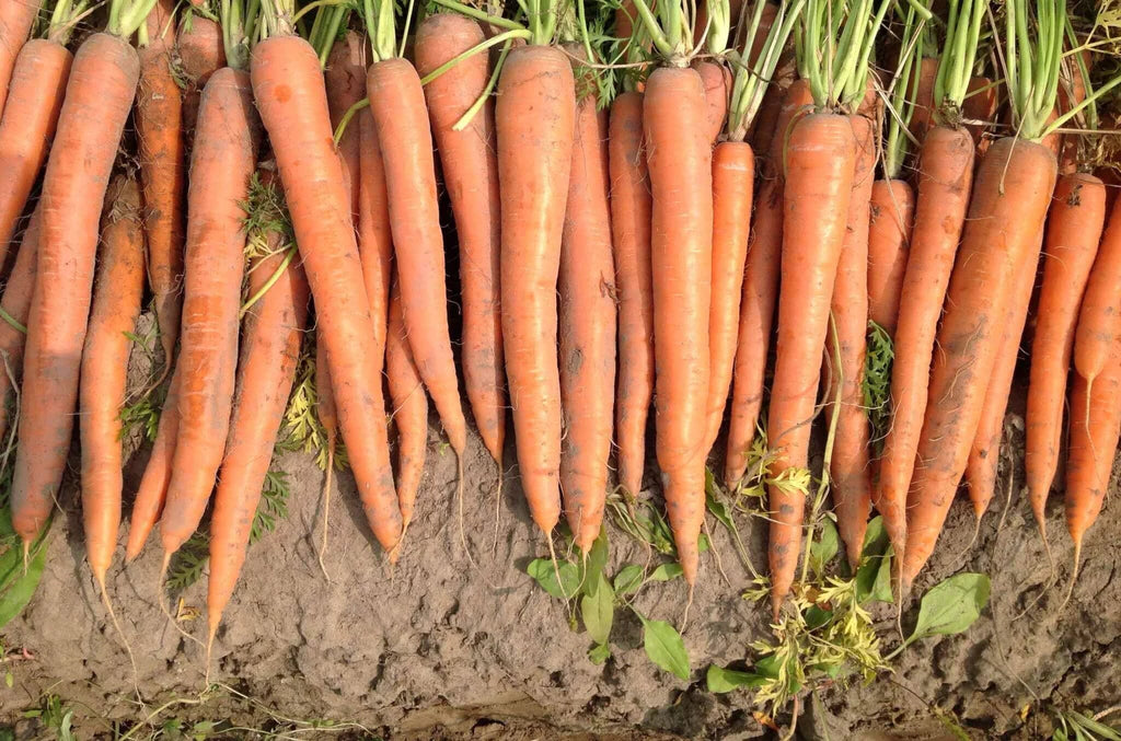 Hercules – Carrot Seed