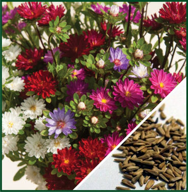 Serenade Mix – China Aster Seed