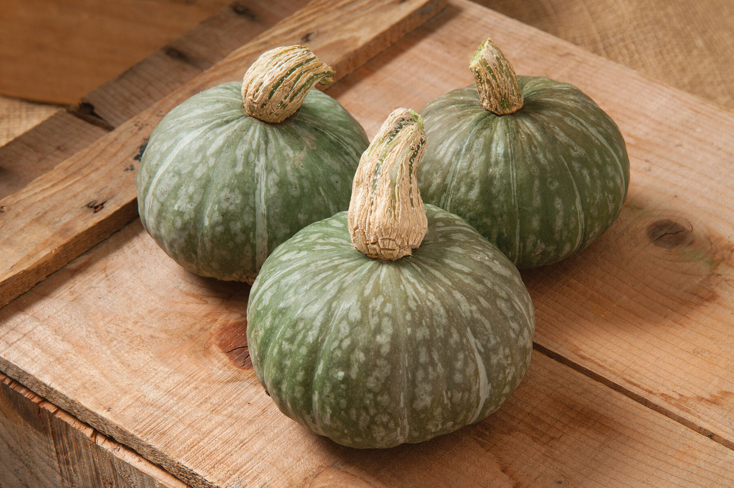 Winter Sweet – Organic Kabocha Squash Seed
