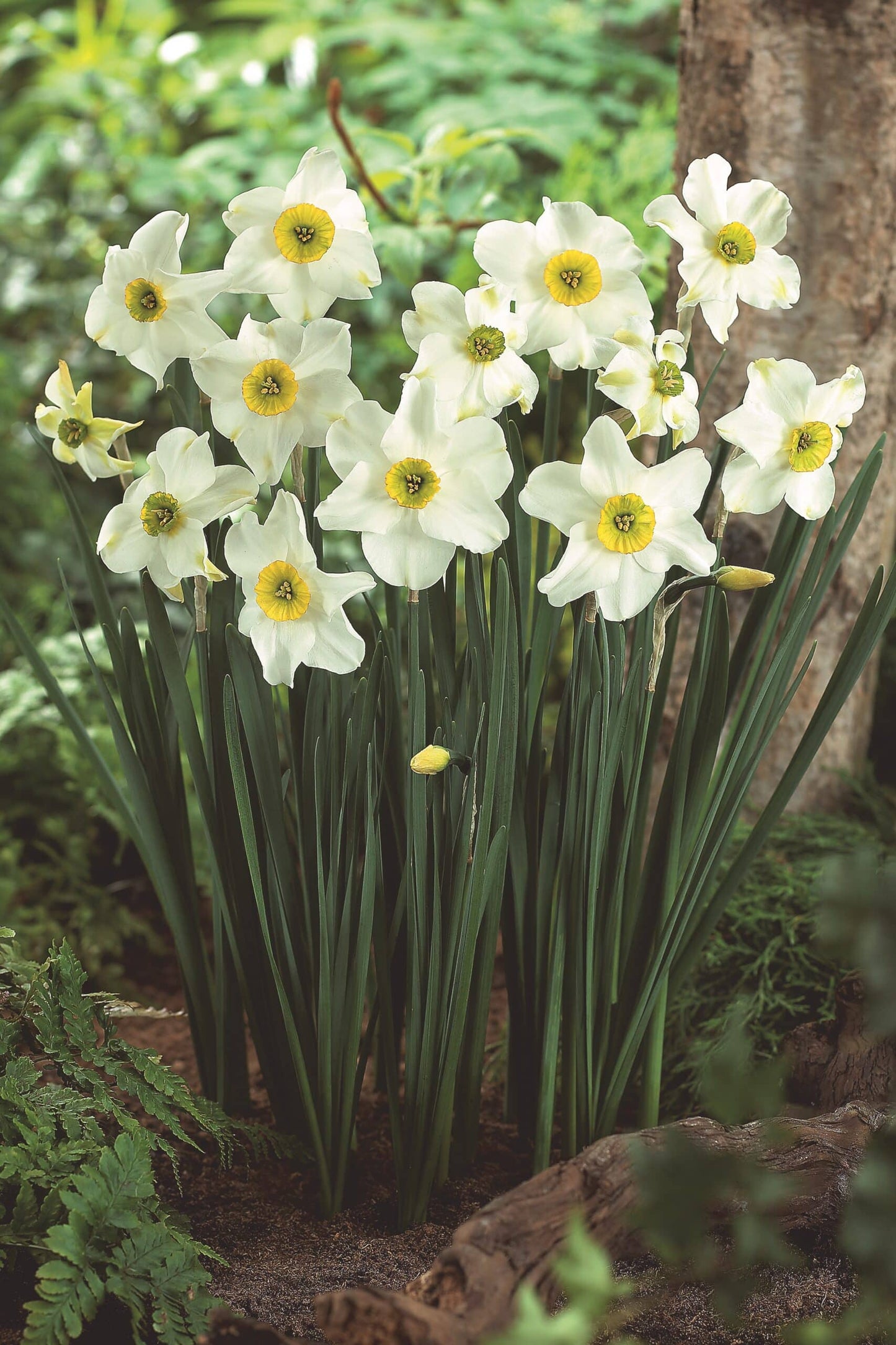 Sinopel Daffodil Seeds