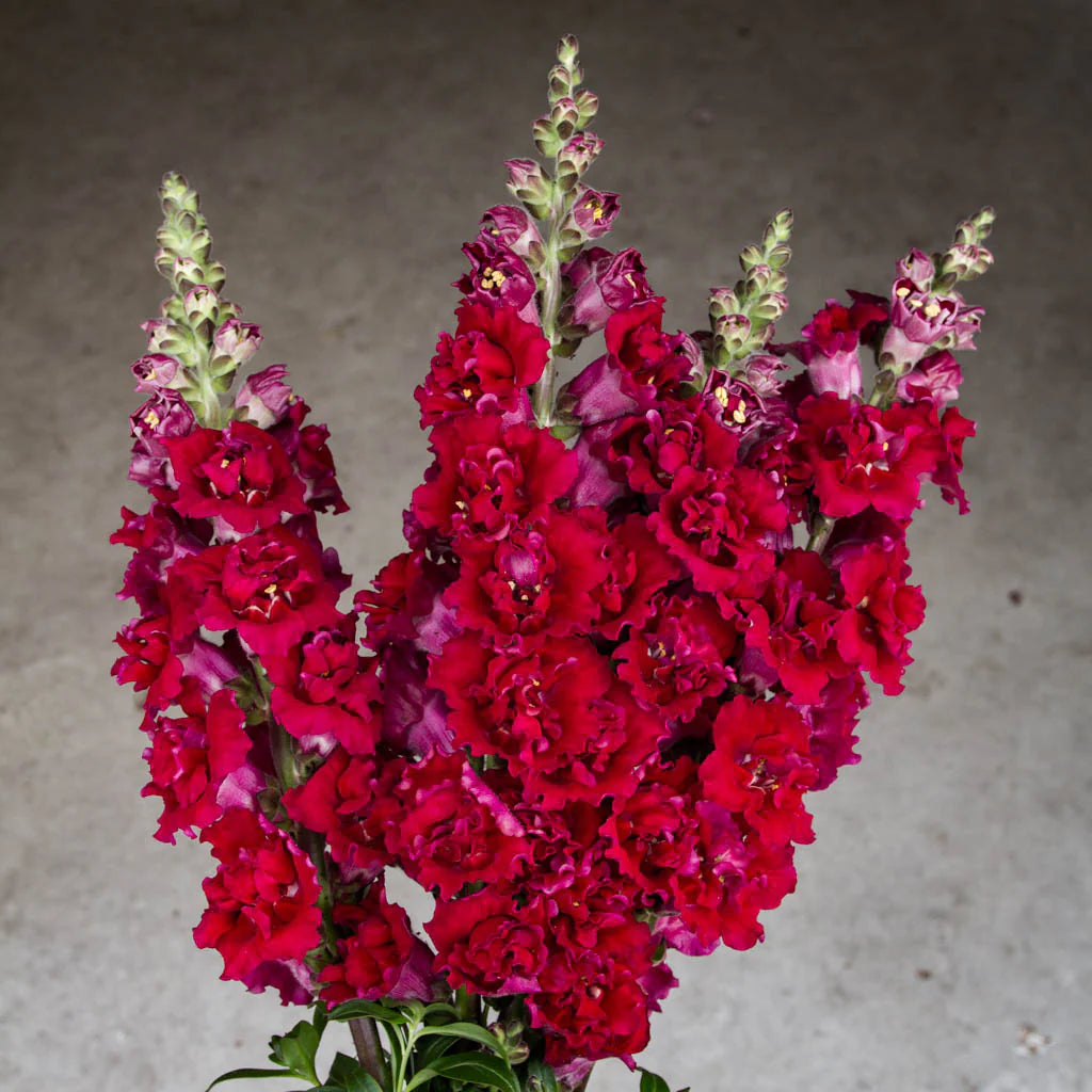 Madame Butterfly Red – Snapdragon Seed