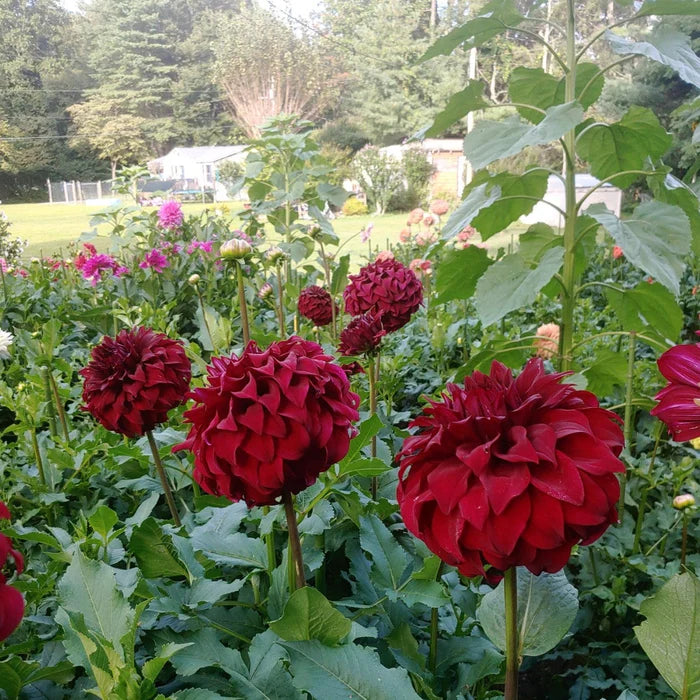 Spartacus Dahlia