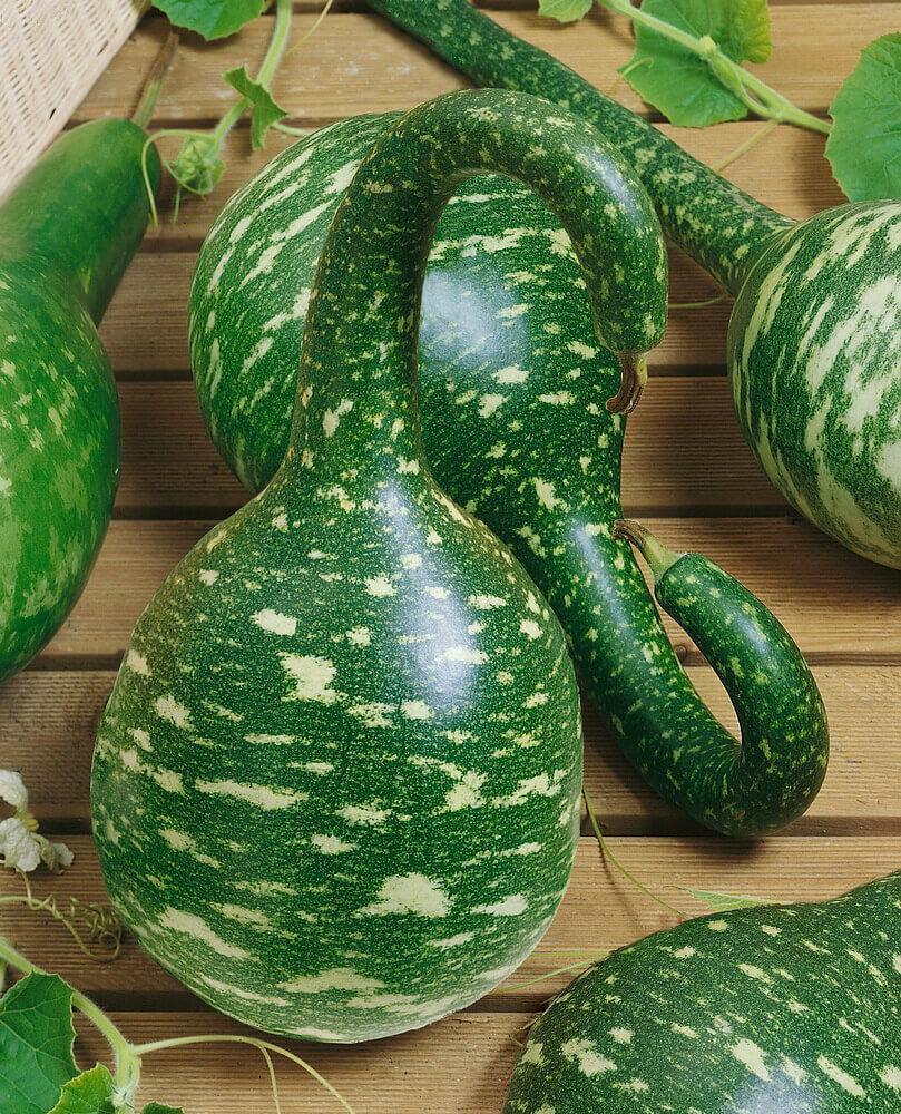 Speckled Swan – Gourd Seed