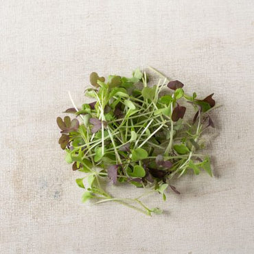 Chicory, Bianca Riccia – Microgreen Seed