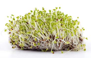 Mustard, Brown – Organic Sprouting Seeds