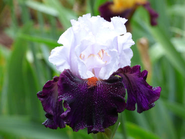 Starring Bearded Iris Seeds