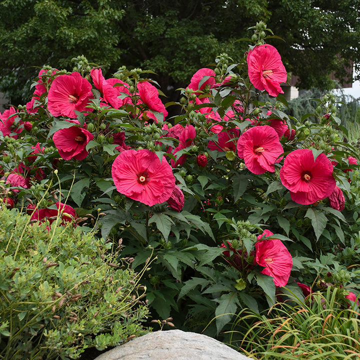 Heirloom Non-GMO Hibiscus Moscheutos Flower Seeds for Planting – Perennial Blooms