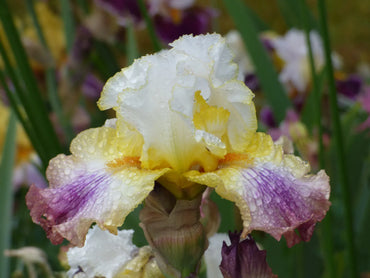 Sunrise Splendor Bearded Iris Seeds