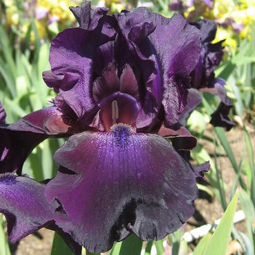 Superstition Bearded Iris