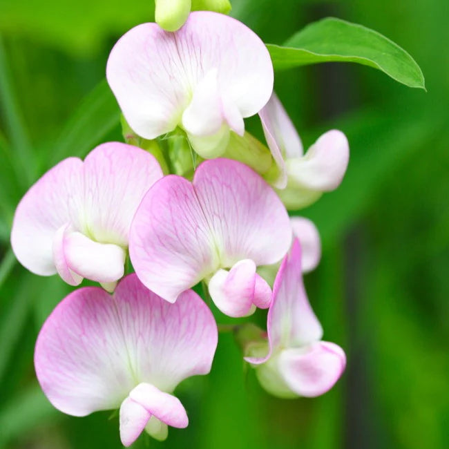Heirloom Non-GMO Pink Lathyrus Flower Seeds for Fragrant Garden Trellises and Seasonal Planting