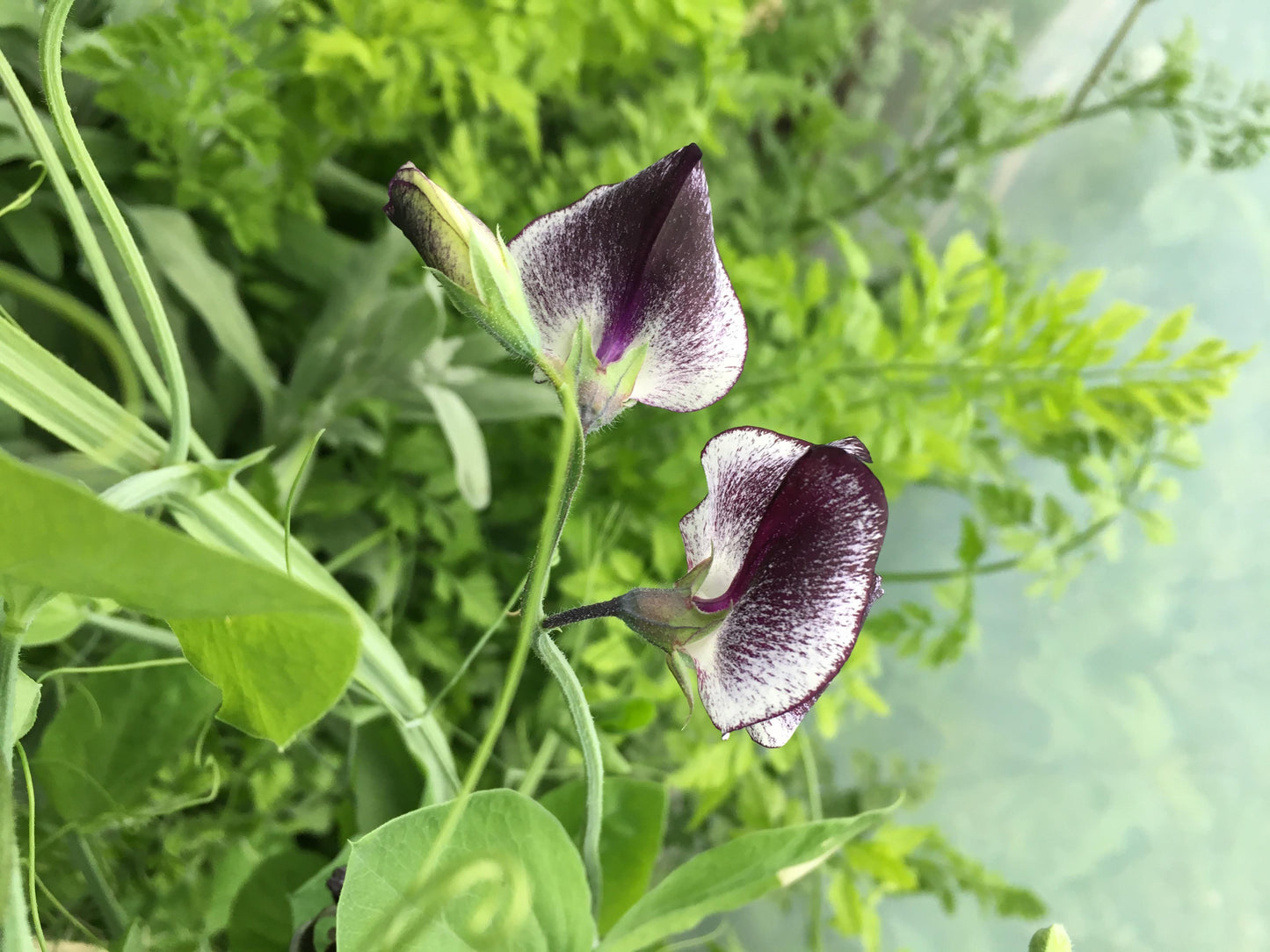 Sweetpea- Streamers Purple