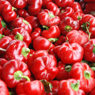 Round of Hungary – Pimento Pepper Seed