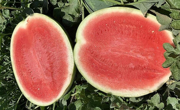 Onza – Seedless Watermelon Seed