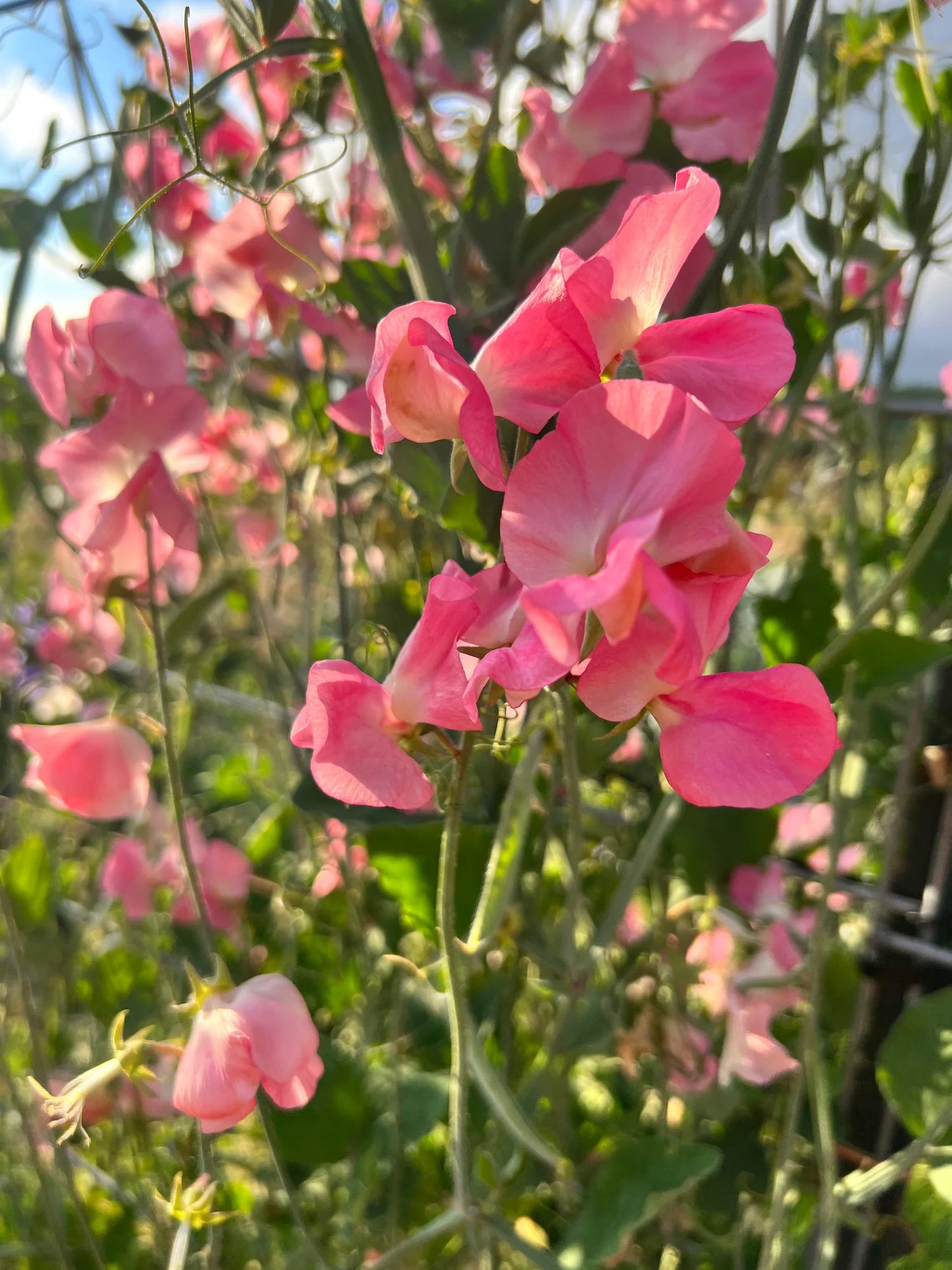 Sweetpea- Mammoth Salmon Cream