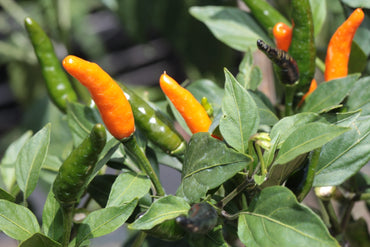 Chilli- Orange Cobra