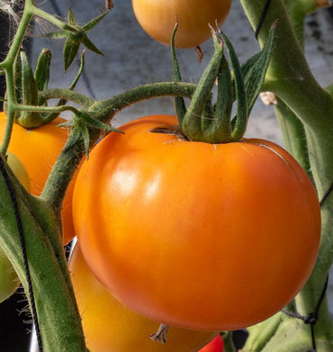 Celebrity – Tomato Seed