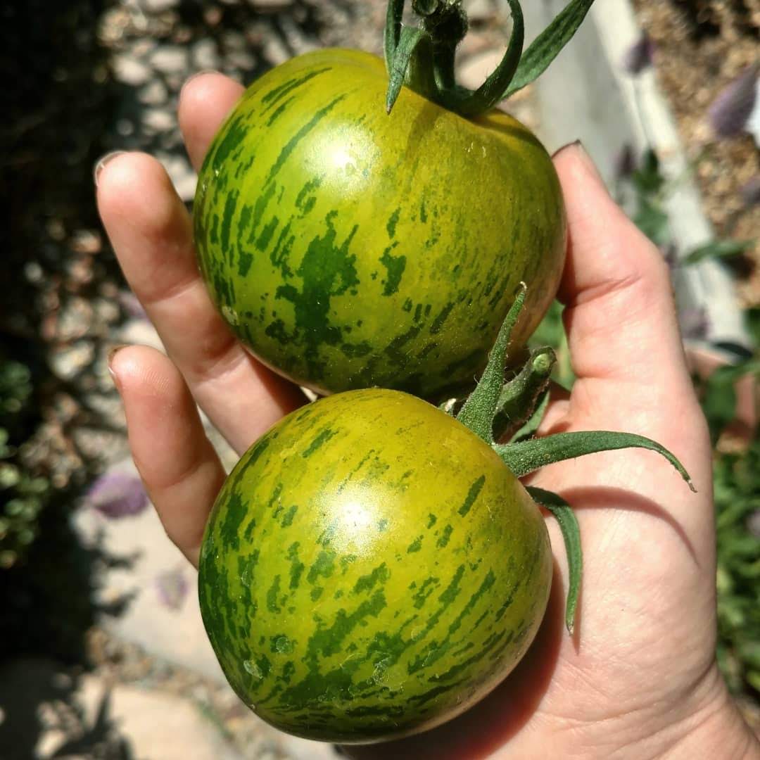 Tomato- Green Zebra