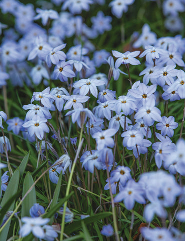Spring Star- Blue