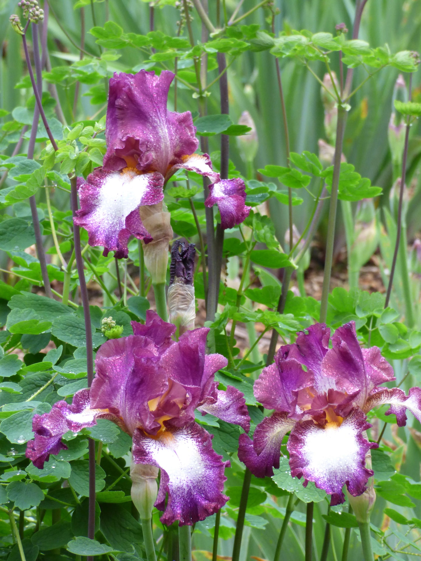 Tennison Ridge Reblooming Tall Bearded Iris Seeds