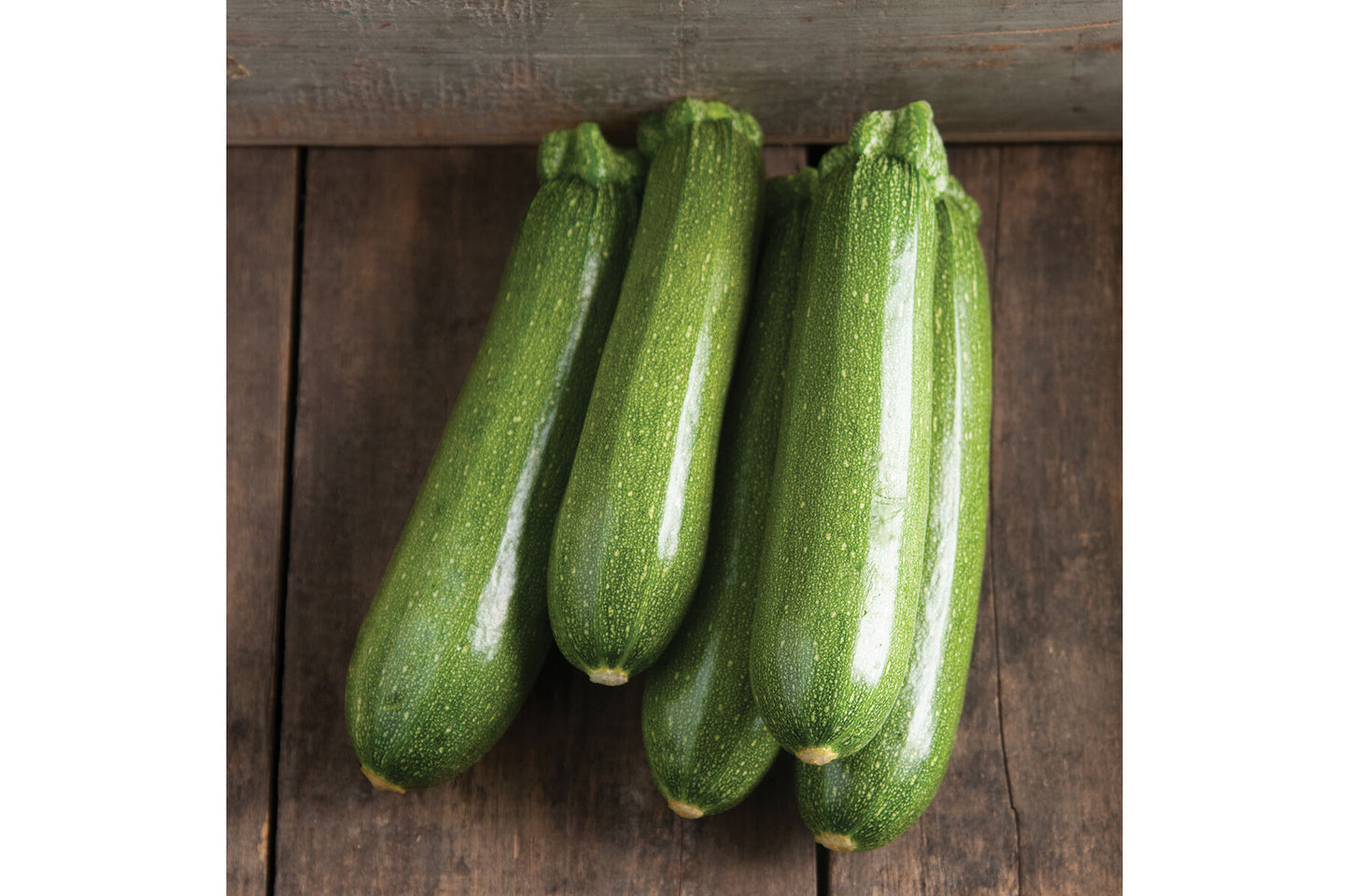 Pantheon – Zucchini Squash Seed