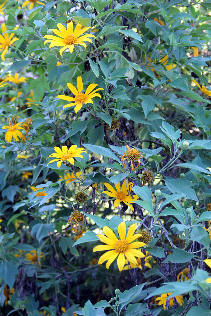 Tithonia Diversifolia Sunflower Seeds – Heirloom, Non-GMO Flower Seeds for Planting