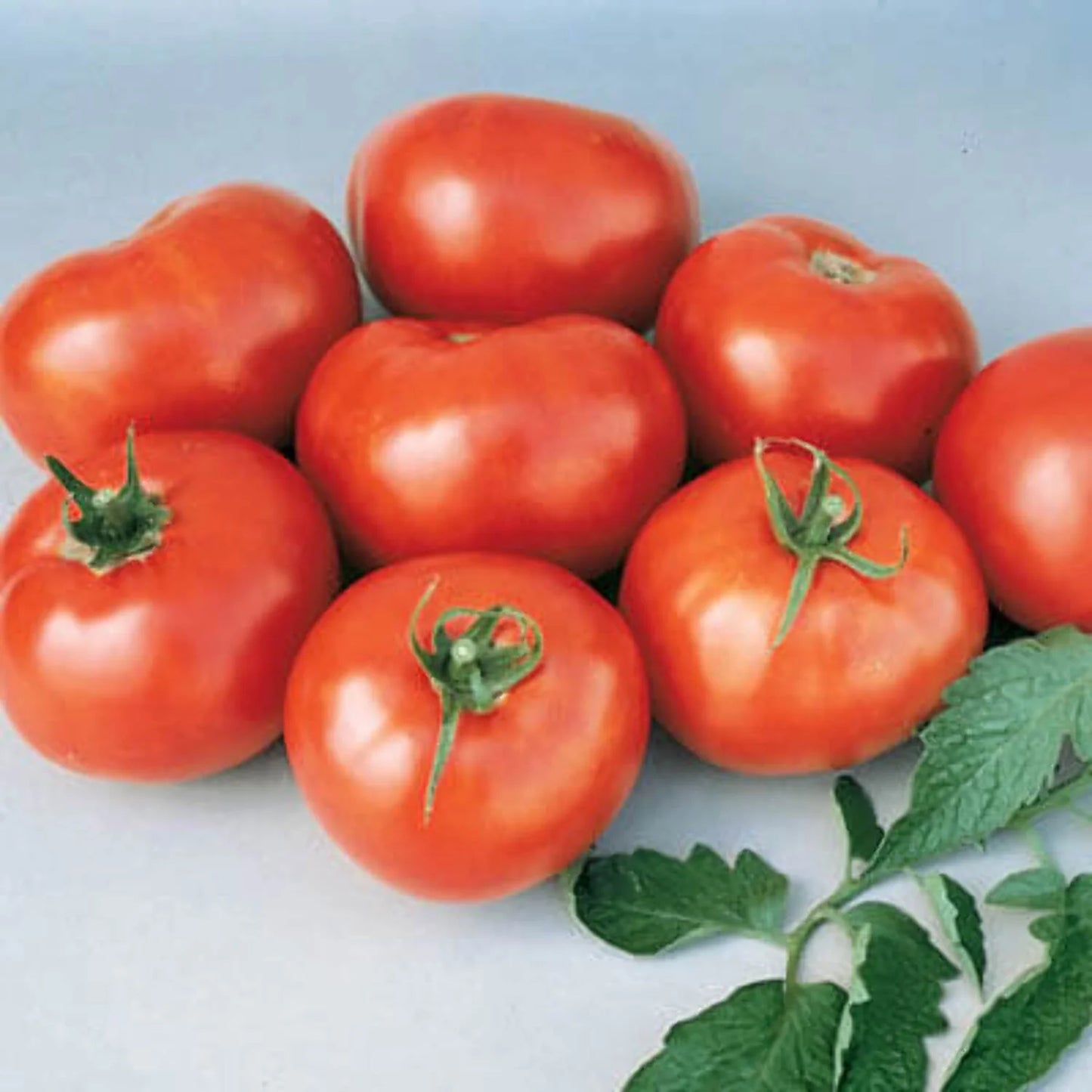 Skyway – Organic Tomato Seed