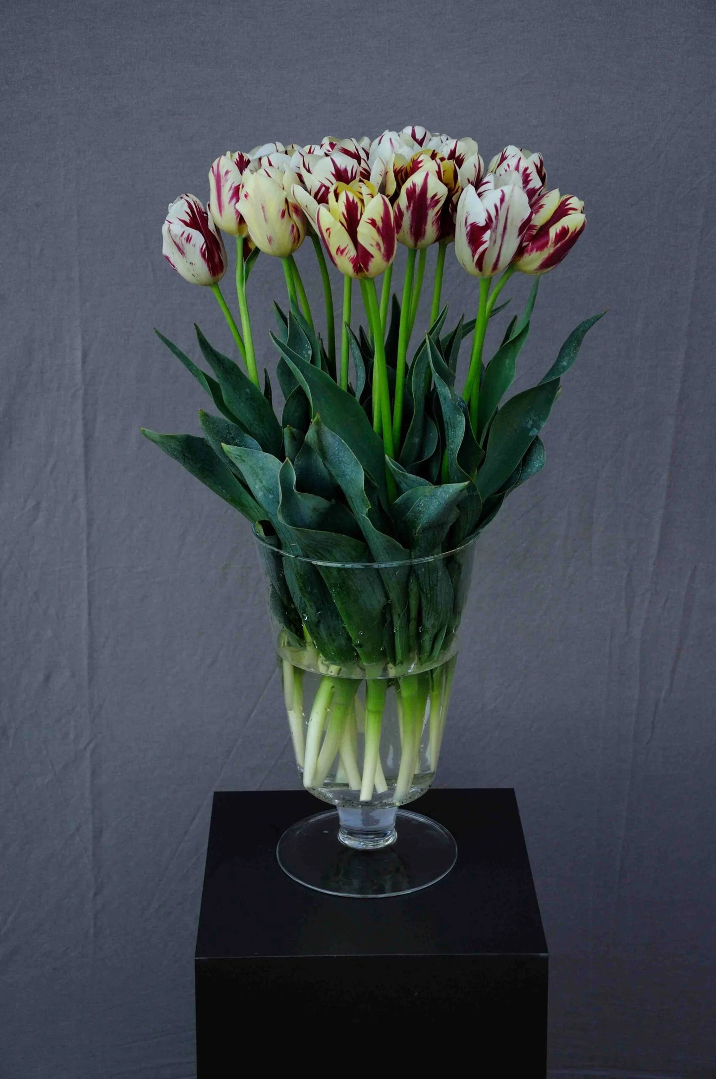 Grand Perfection Tulip Seeds