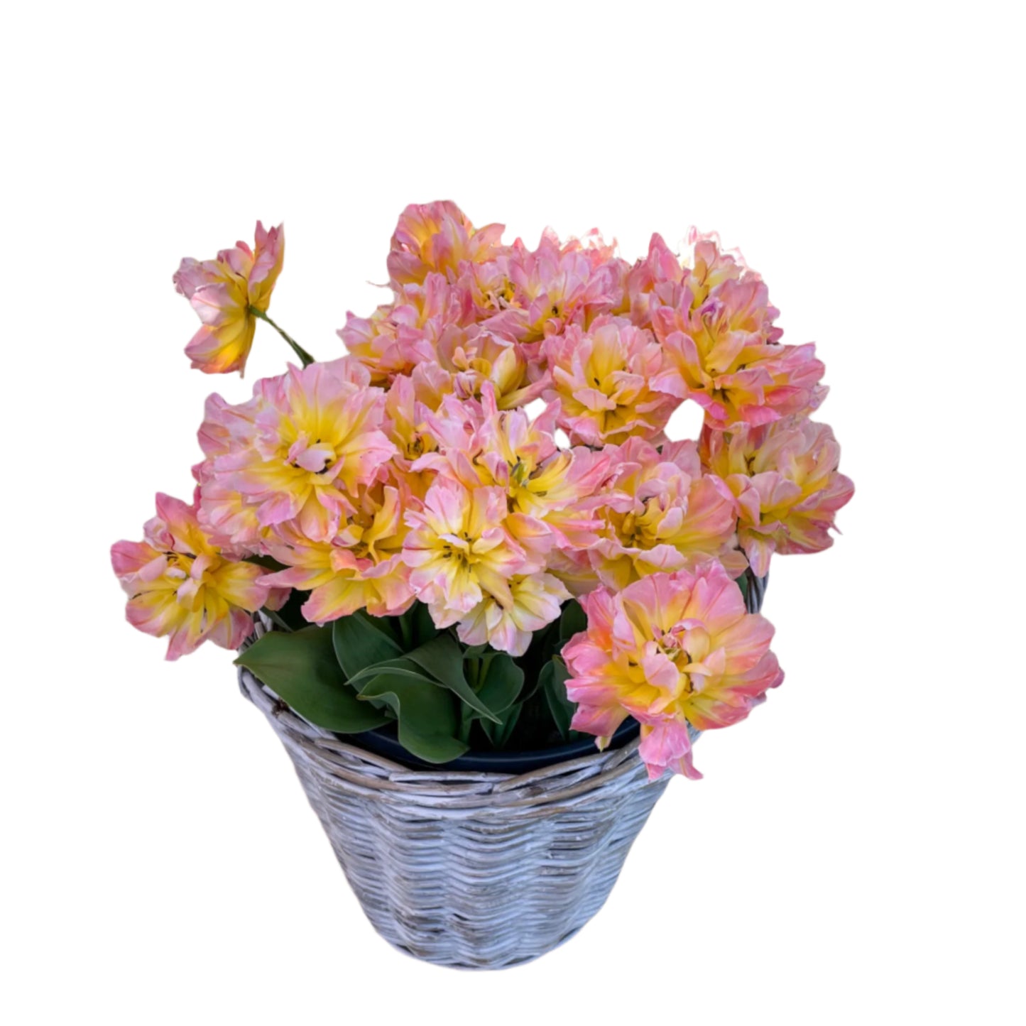 Password Tulip Seeds