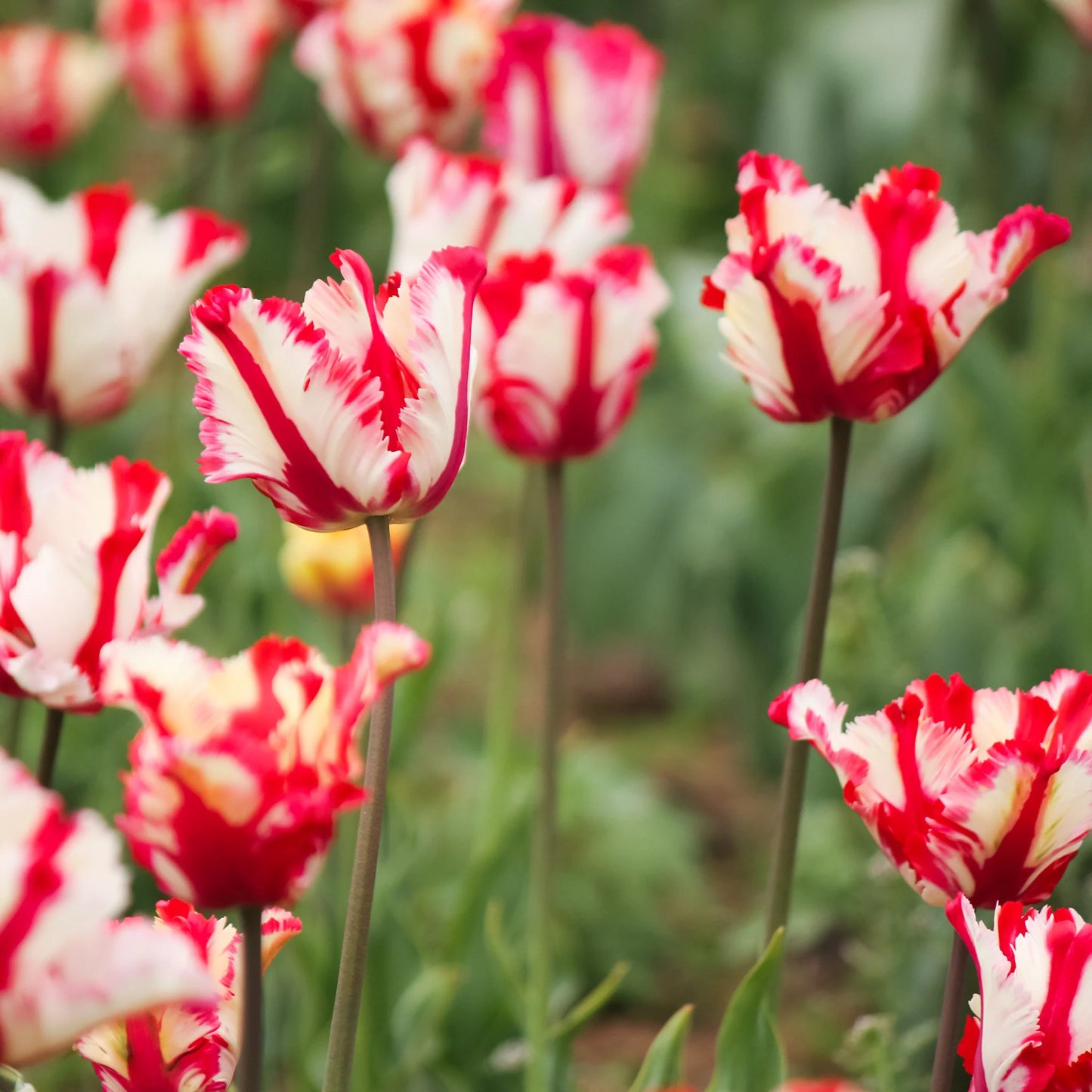 Estella Rijnveld Tulip Seeds