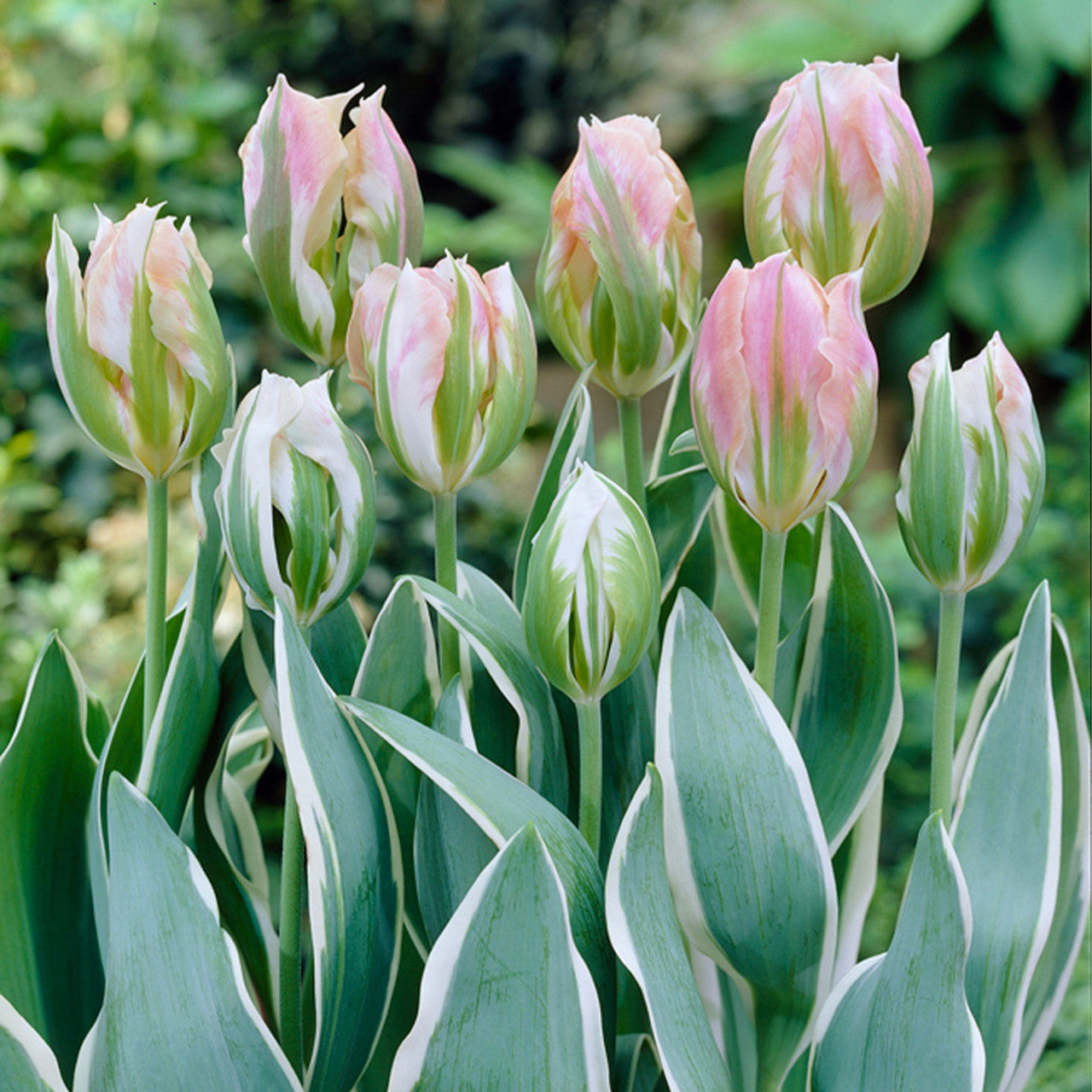 China Town Tulip Seeds
