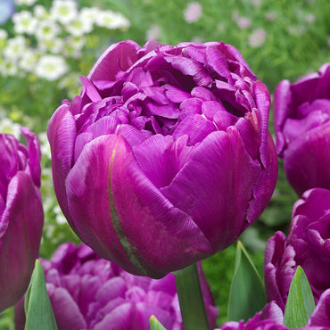 Double Flag Tulip Seeds