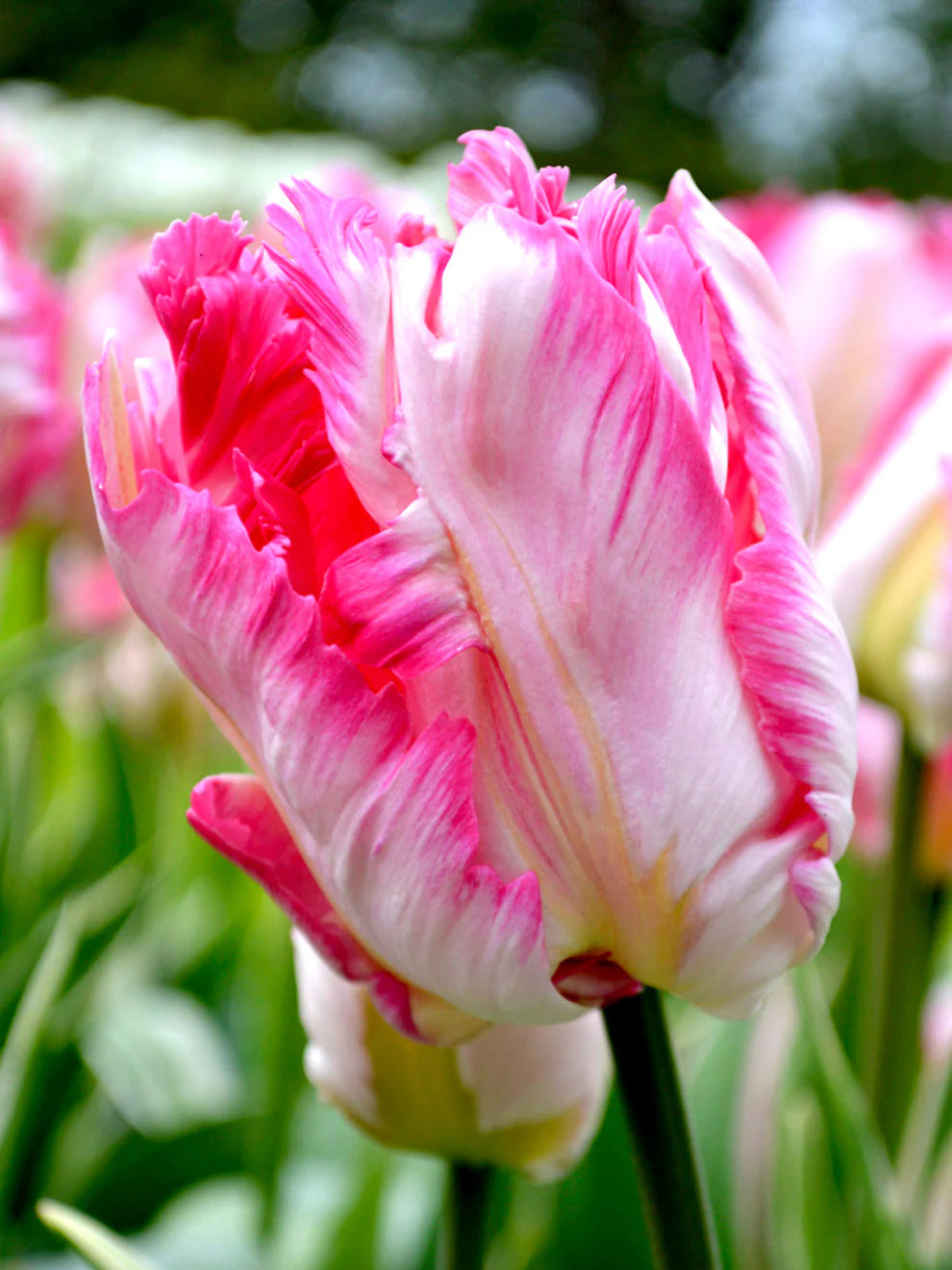 Parrot Pink Vision Tulip Seeds